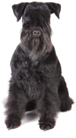 Schnauzer